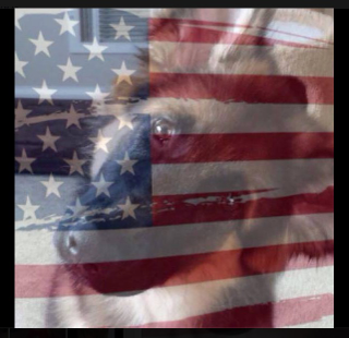 Illustration for article titled WTF, People Are Combating Facebook's Rainbow Avatars With American Flags